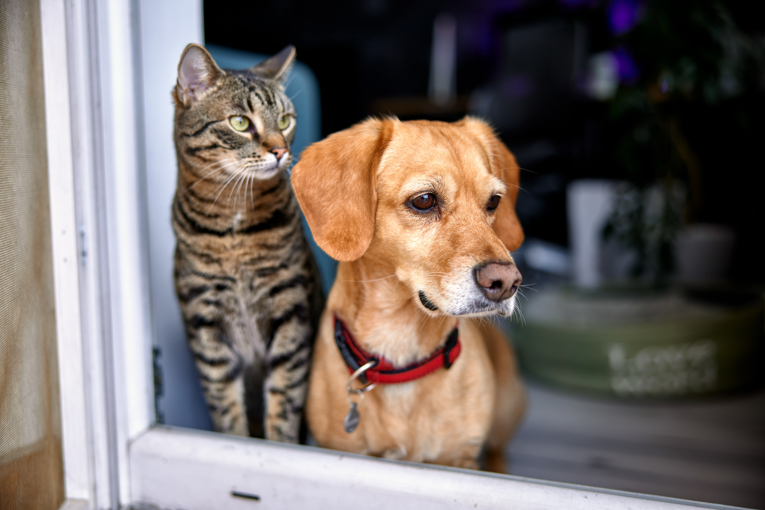 Katze und Hund schauen aus dem Fenster