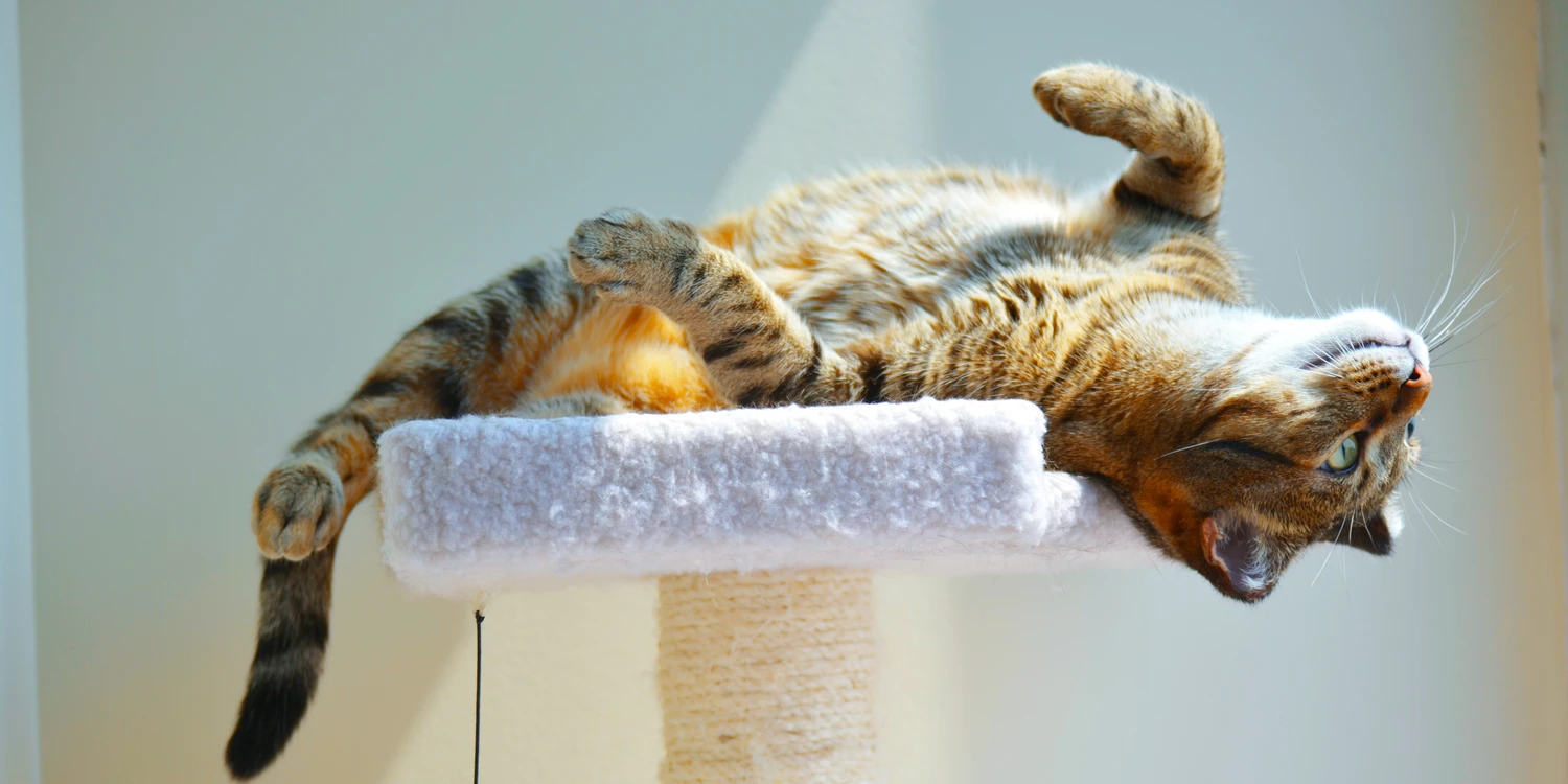 Kleine Katze sonnt sich auf dem Rücken liegend Kleine Katze sonnt sich auf dem Rücken liegend