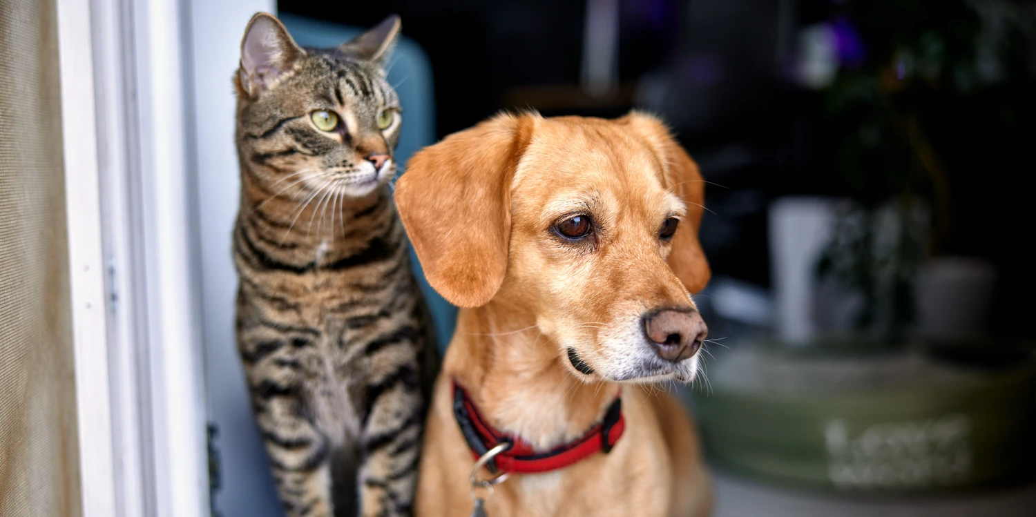 Katze und Hund schauen aus dem Fenster
