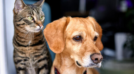 Katze und Hund schauen aus einem geöffnetem Fenster
